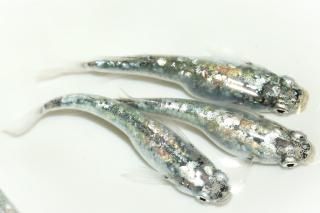 å ڸʪۡ2ɤ᥹3ɤMLDD1102