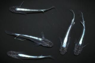 ѥ֥롼 ڸʪۡ2ɤ᥹3ɤMLDD1103