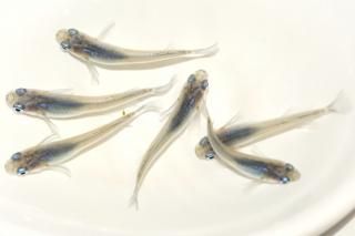 ������ �ڸ�ʪ�ۡ�����3ɤ�᥹3ɤ��������M��L��DD1105