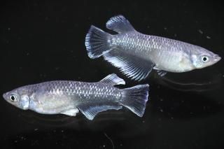 ֥ꥶ ڸʪۡ1ɤ᥹1ɤMLDD1107