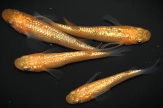 <img class='new_mark_img1' src='https://img.shop-pro.jp/img/new/icons1.gif' style='border:none;display:inline;margin:0px;padding:0px;width:auto;' />ߤ ڸʪۡ2ɤ᥹2ɤMLDD1109