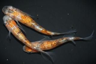 �������ҥ�Ĺ �ڸ�ʪ�ۡ�����1ɤ�᥹2ɤ��������M��L��DD1110