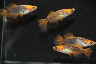 <img class='new_mark_img1' src='https://img.shop-pro.jp/img/new/icons1.gif' style='border:none;display:inline;margin:0px;padding:0px;width:auto;' /> ڸʪۡ2ɤ᥹2ɤMLDD1305