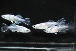 <img class='new_mark_img1' src='https://img.shop-pro.jp/img/new/icons1.gif' style='border:none;display:inline;margin:0px;padding:0px;width:auto;' />ե˹Bɽ ڸʪۡ1ɤ᥹3ɤLDD1406