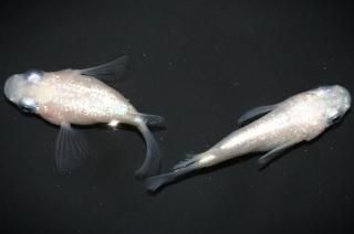 <img class='new_mark_img1' src='https://img.shop-pro.jp/img/new/icons1.gif' style='border:none;display:inline;margin:0px;padding:0px;width:auto;' />ۥ磻ȥͥץ塼 ڸʪۡ1ɤ᥹1ɤMLDN2701