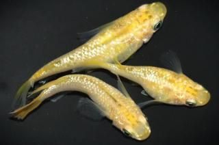 <img class='new_mark_img1' src='https://img.shop-pro.jp/img/new/icons1.gif' style='border:none;display:inline;margin:0px;padding:0px;width:auto;' />쥯ꥹʥ硼ȡ ڸʪۡ1ɤ᥹2ɤMLDN2702