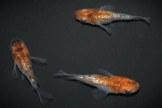 <img class='new_mark_img1' src='https://img.shop-pro.jp/img/new/icons1.gif' style='border:none;display:inline;margin:0px;padding:0px;width:auto;' /> ڸʪۡ1ɤ᥹2ɤMDN2703