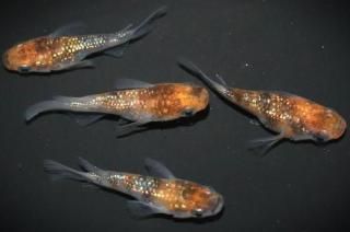 <img class='new_mark_img1' src='https://img.shop-pro.jp/img/new/icons1.gif' style='border:none;display:inline;margin:0px;padding:0px;width:auto;' /> ڸʪۡ2ɤ᥹2ɤMDN2704