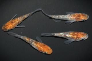 <img class='new_mark_img1' src='https://img.shop-pro.jp/img/new/icons1.gif' style='border:none;display:inline;margin:0px;padding:0px;width:auto;' />Ⱦ ڸʪۡ2ɤ᥹2ɤMDN2705