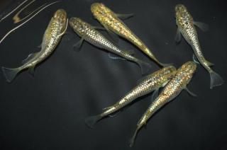 <img class='new_mark_img1' src='https://img.shop-pro.jp/img/new/icons1.gif' style='border:none;display:inline;margin:0px;padding:0px;width:auto;' /> ڸʪۡ3ɤ᥹3ɤMLDN2708