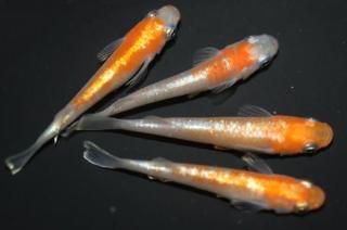 <img class='new_mark_img1' src='https://img.shop-pro.jp/img/new/icons1.gif' style='border:none;display:inline;margin:0px;padding:0px;width:auto;' />ޥƥ饹 ڸʪۡ2ɤ᥹2ɤMLDN2710