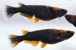 ޼typeRBη ڸʪۡ2ɤ᥹2ɤLDN2711