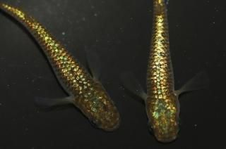  ڸʪۡ1ɤ᥹1ɤMLDN2713