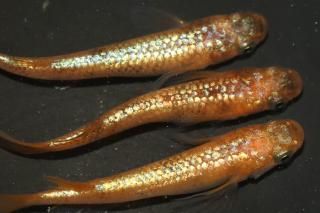 󥷥㥤 ڸʪۡ2ɤ᥹2ɤMLDN2714