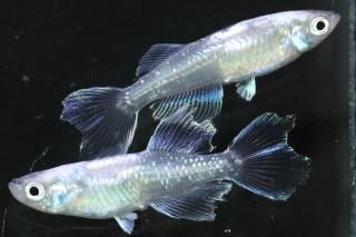 ե˹ ڸʪۡ1ɤ᥹1ɤMDN2715