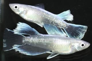 ĴǷꥢ󥰥ե ڸʪۡ1ɤ᥹1ɤLDN2716