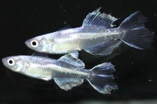 ե˹ ڸʪۡ1ɤ᥹1ɤMDN2717