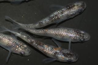 ֥ ڸʪۡ3ɤ᥹3ɤMLDN2718