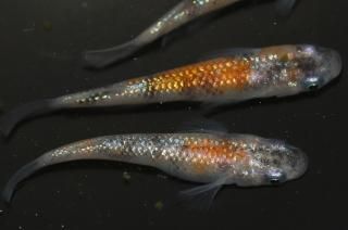 ߤ󻰿 ڸʪۡ2ɤ᥹2ɤMLDN2719