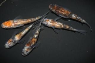 ʥ硼ȡ ڸʪۡ2ɤ᥹3ɤMLDN2801