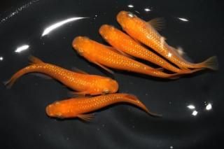 ̵ޥ ڸʪۡ2ɤ᥹3ɤMLDN2802