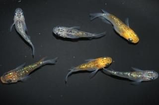 ޤη ڸʪۡ3ɤ᥹3ɤMLDN2803