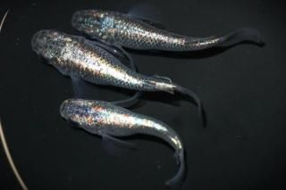 ͥץ塼󥷥硼ȡȾ ڸʪۡ1ɤ᥹2ɤLDN2804