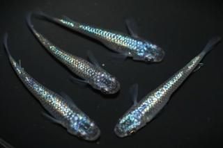 ꥷߥΥF1 ڸʪۡ2ɤ᥹2ɤMLDN2805