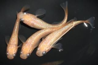  ڸʪۡ2ɤ᥹2ɤMLDN2807