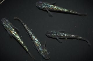 ¹ᴴǷե ڸʪۡ2ɤ᥹2ɤMLDN2808