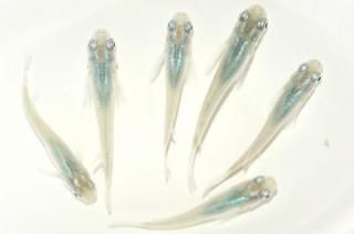  ڸʪۡ3ɤ᥹3ɤMLDN2809