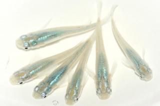  ڸʪۡ3ɤ᥹3ɤMLDN2810