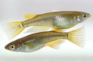 ꥢ󥰥ե ڸʪۡ1ɤ᥹1ɤMLDN2811