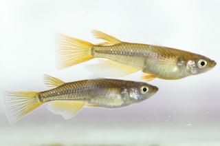 ꥢ󥰥ե ڸʪۡ1ɤ᥹1ɤMLDN2812