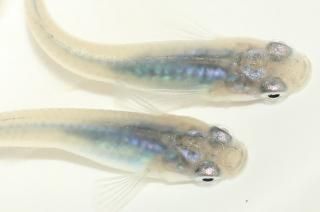  ڸʪۡ2ɤ᥹2ɤMLDN2813