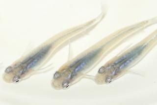  ڸʪۡ2ɤ᥹2ɤMLDN2814