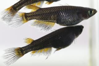 է ڸʪۡ2ɤ᥹2ɤMLDN2815