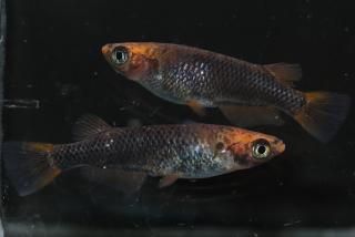 ޼typeR ڸʪۡ2ɤ᥹2ɤMLDN2816