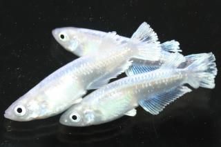 ۥ磻ȥե ڸʪۡ2ɤ᥹2ɤMLDN2817