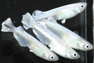 ۥ磻ȥե ڸʪۡ2ɤ᥹2ɤMLDN2818