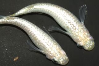 С ڸʪۡ1ɤ᥹2ɤMLDN2819