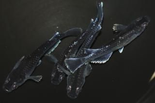 ĥեޡ ڸʪۡ2ɤ᥹2ɤMLDN2820