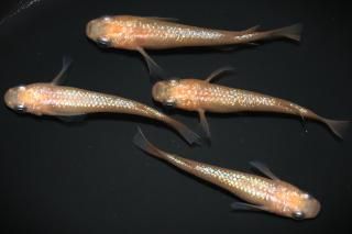 <img class='new_mark_img1' src='https://img.shop-pro.jp/img/new/icons1.gif' style='border:none;display:inline;margin:0px;padding:0px;width:auto;' /> ڸʪۡ2ɤ᥹2ɤLDD1501