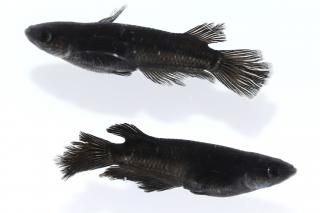 <img class='new_mark_img1' src='https://img.shop-pro.jp/img/new/icons1.gif' style='border:none;display:inline;margin:0px;padding:0px;width:auto;' />ߥåɥʥȥե뼿ҥĹ ڸʪۡ1ɤ᥹1ɤLDD1507