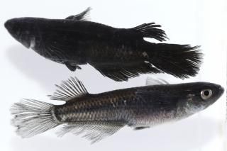 <img class='new_mark_img1' src='https://img.shop-pro.jp/img/new/icons1.gif' style='border:none;display:inline;margin:0px;padding:0px;width:auto;' />ߥåɥʥȥե뼿ҥĹ ڸʪۡ1ɤ᥹1ɤLDD1508