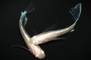 <img class='new_mark_img1' src='https://img.shop-pro.jp/img/new/icons1.gif' style='border:none;display:inline;margin:0px;padding:0px;width:auto;' />ӥδǷꥢ󥰥ե ڸʪۡ1ɤ᥹1ɤLDD1509