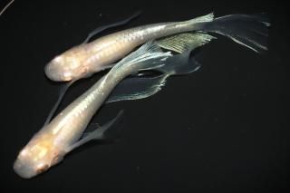 <img class='new_mark_img1' src='https://img.shop-pro.jp/img/new/icons1.gif' style='border:none;display:inline;margin:0px;padding:0px;width:auto;' />ӥδǷꥢ󥰥ե ڸʪۡ1ɤ᥹1ɤLDD1510