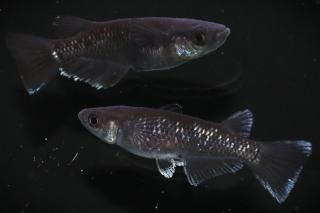 <img class='new_mark_img1' src='https://img.shop-pro.jp/img/new/icons1.gif' style='border:none;display:inline;margin:0px;padding:0px;width:auto;' />ŷ ڸʪۡ1ɤ᥹1ɤLDD1601