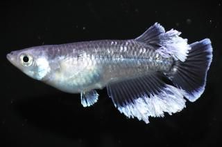 <img class='new_mark_img1' src='https://img.shop-pro.jp/img/new/icons1.gif' style='border:none;display:inline;margin:0px;padding:0px;width:auto;' />ĥեޡʥ᥹Bη ڸʪۡ1ɤ᥹1ɤLLDD1605