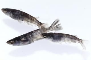 <img class='new_mark_img1' src='https://img.shop-pro.jp/img/new/icons1.gif' style='border:none;display:inline;margin:0px;padding:0px;width:auto;' /> ڸʪۡ1ɤ᥹2ɤLDD1610